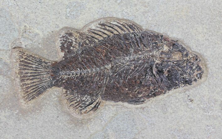 Priscacara Fossil Fish - Wyoming #70047